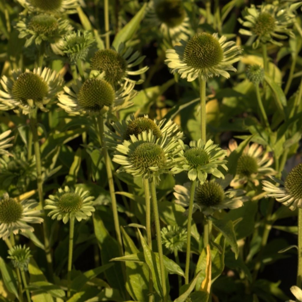 Echinacea purpurea Green Jewel - Sonnenhut