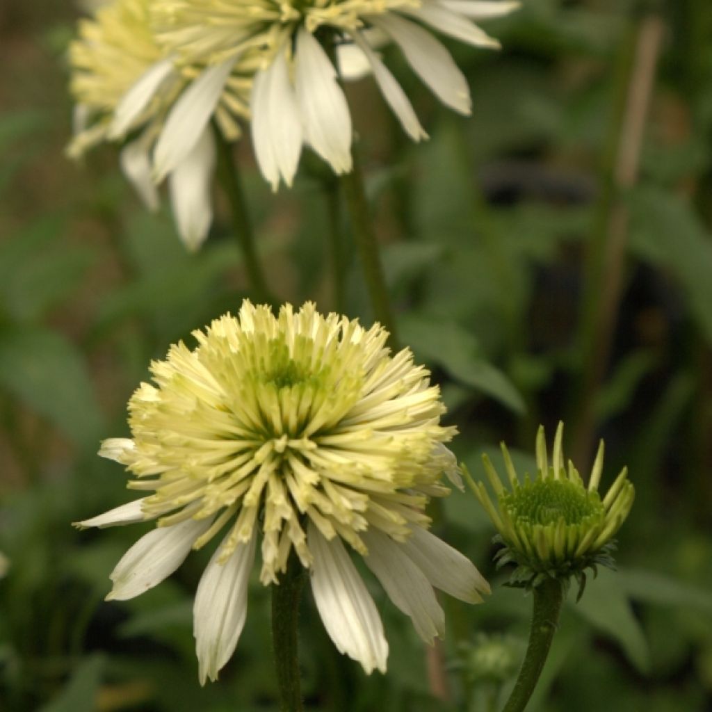 Echinacea purpurea Meringue - Sonnenhut