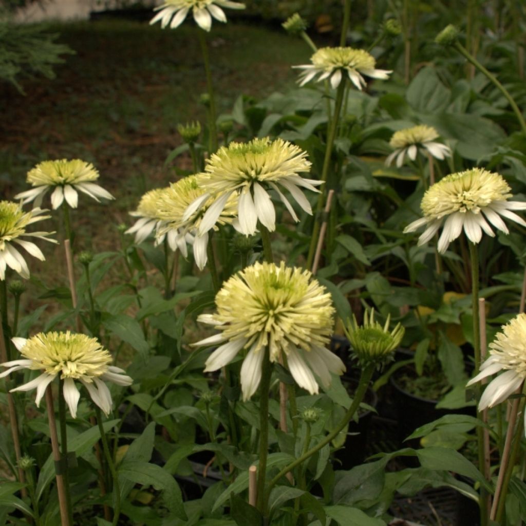 Echinacea purpurea Meringue - Sonnenhut