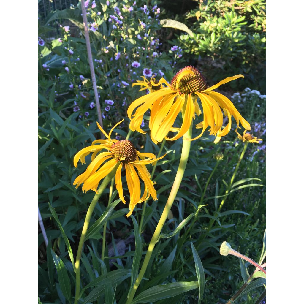 Echinacea paradoxa - Gelber Sonnenhut