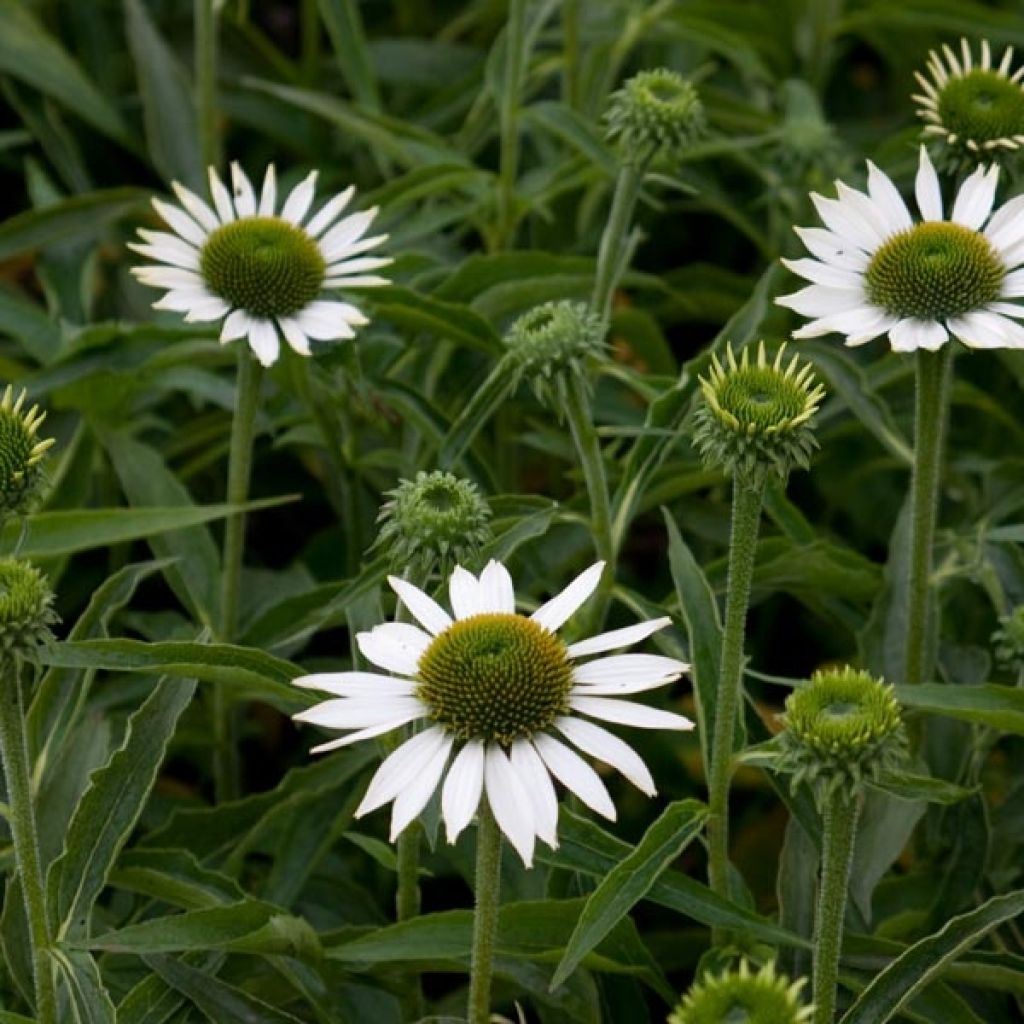 Echinacea purpurea Purity - Sonnenhut