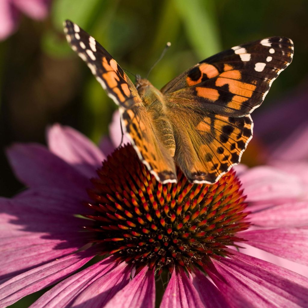 Echinacea purpurea - Purpursonnenhut