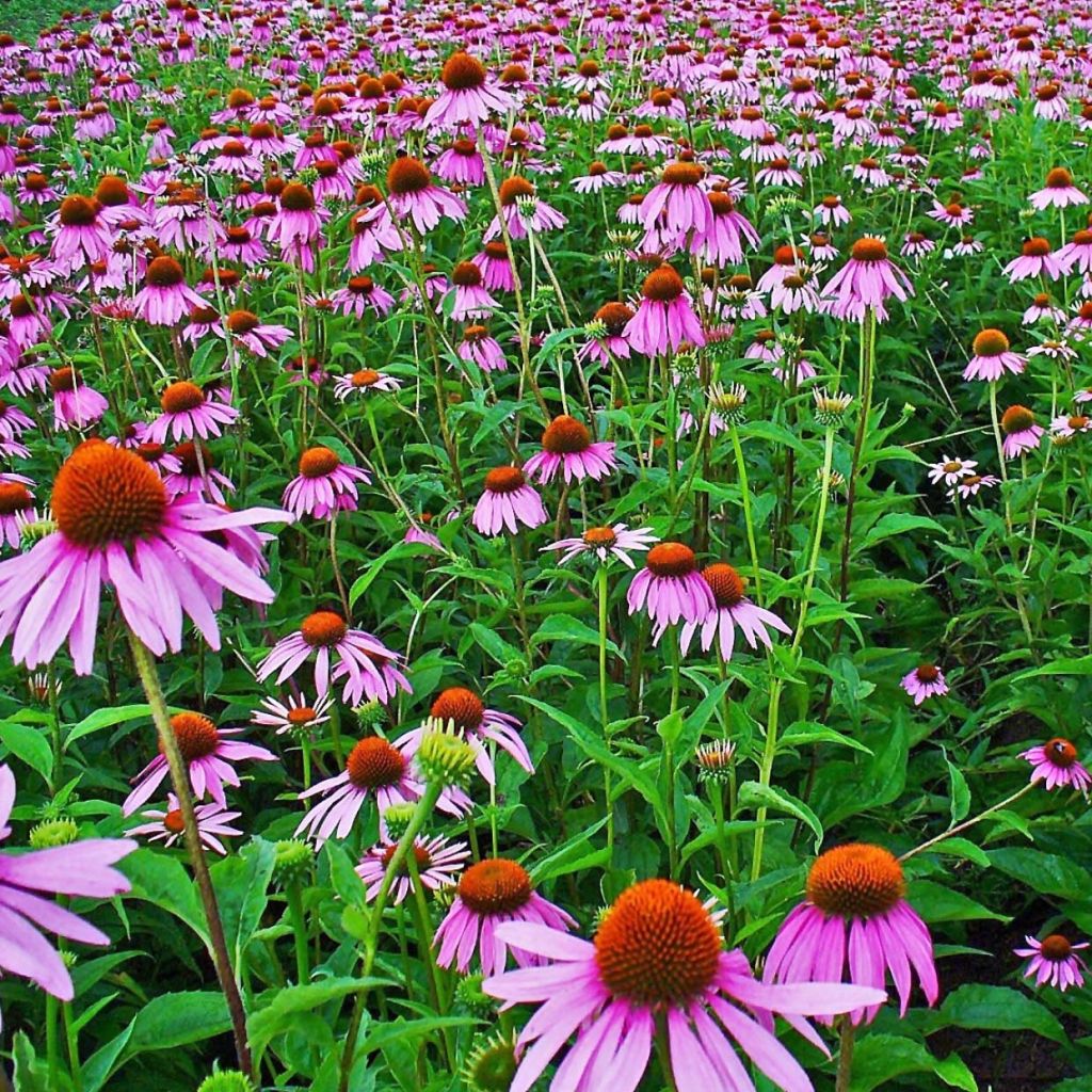 Echinacea purpurea - Purpursonnenhut