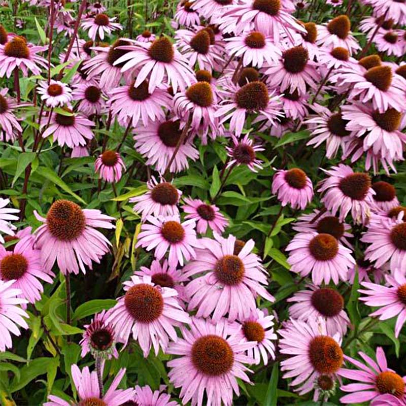 Echinacea purpurea Augustkönigin - Sonnenhut