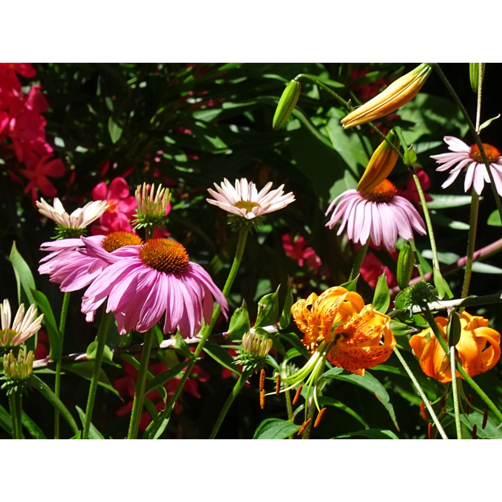 Echinacea purpurea Magnus - Sonnenhut