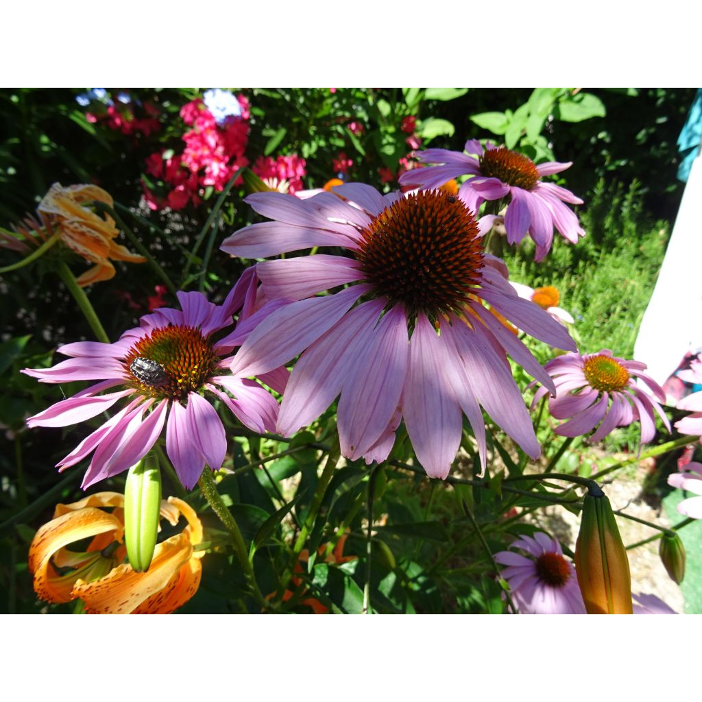 Echinacea purpurea Magnus - Sonnenhut