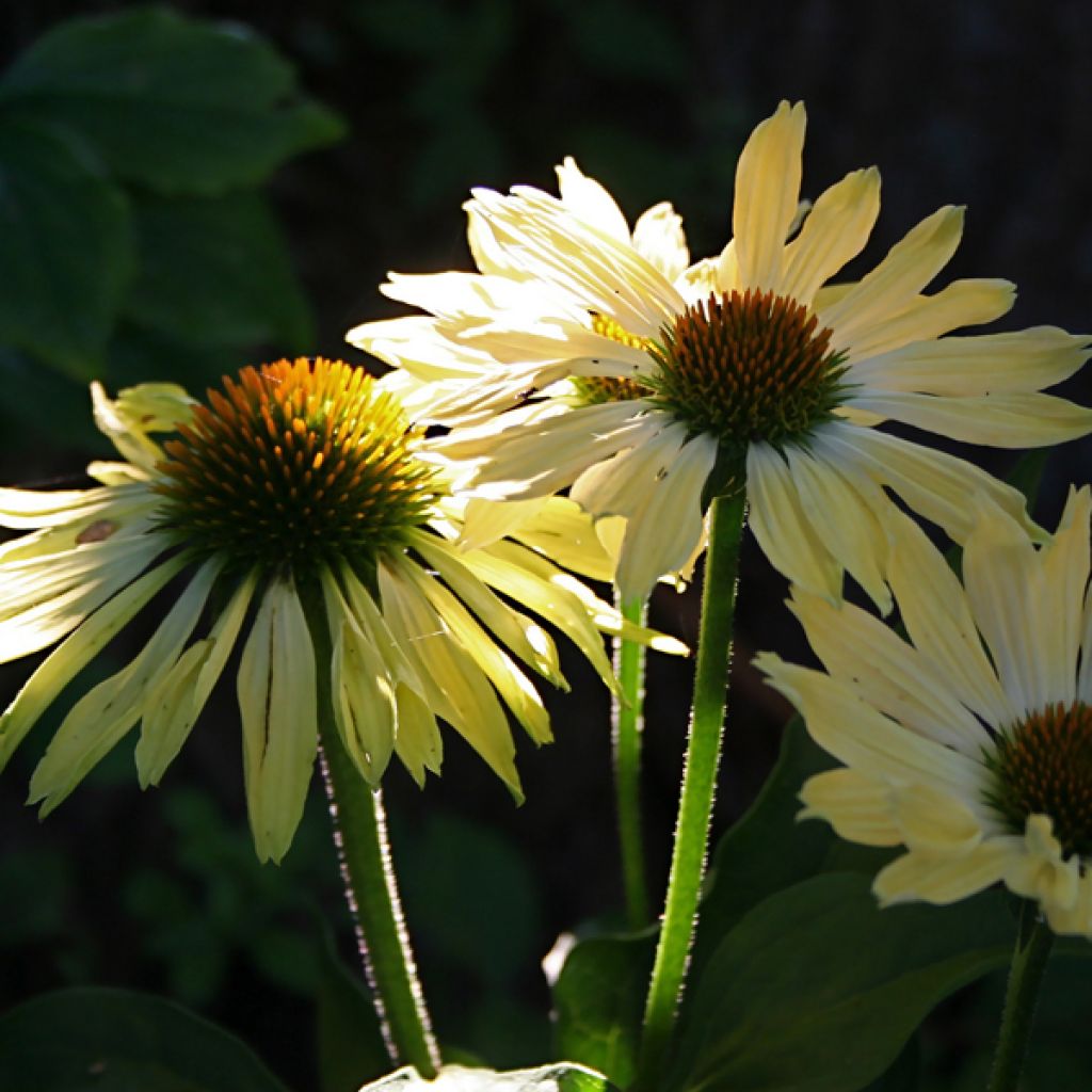 Echinacea purpurea Sunrise - Rudbeckia pourpre