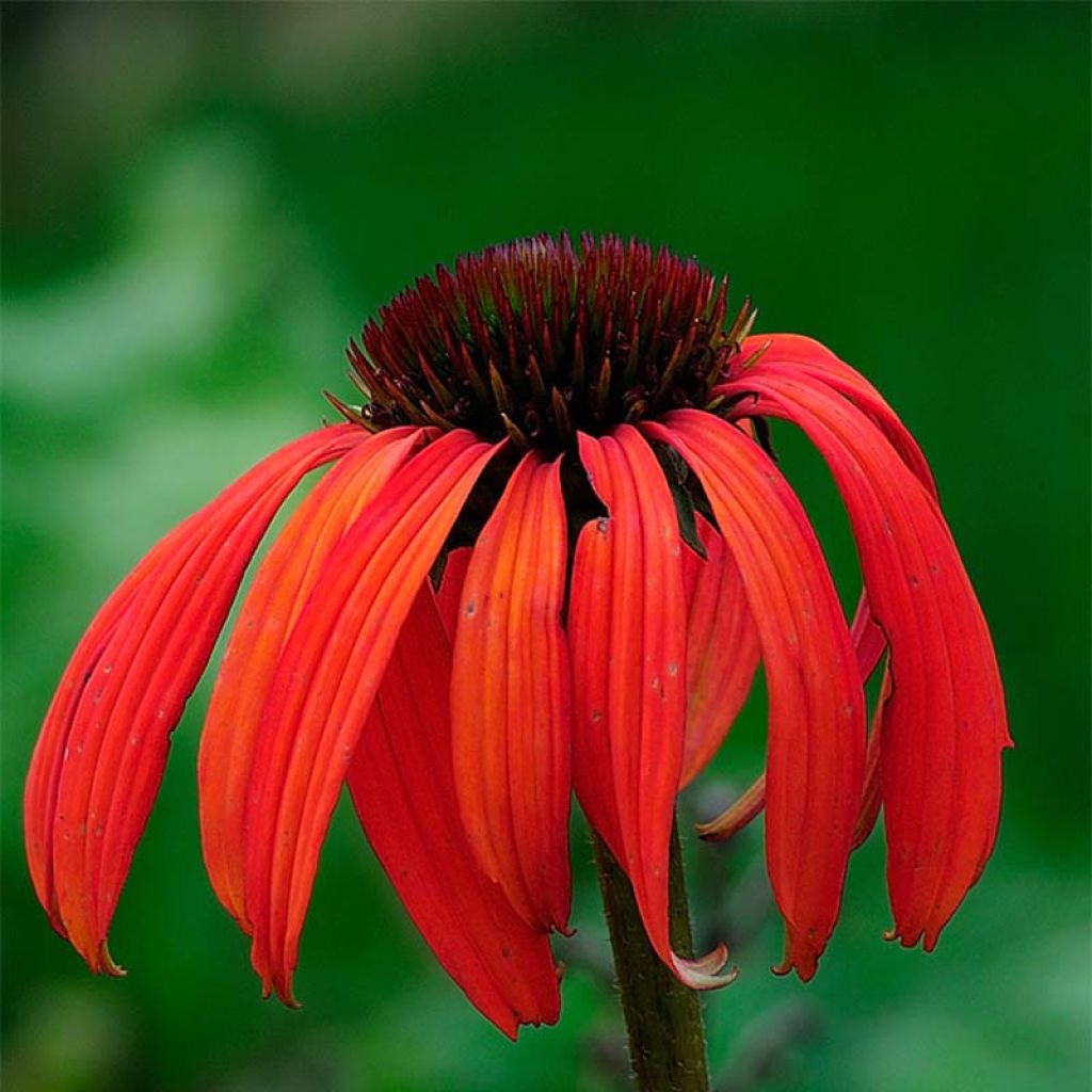 Echinacea purpurea Tomato Soup - Sonnenhut