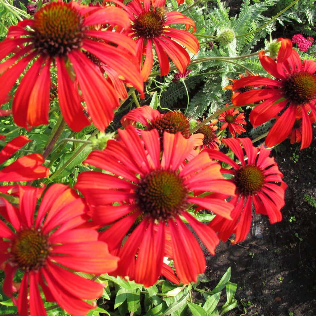 Echinacea purpurea Tomato Soup - Sonnenhut