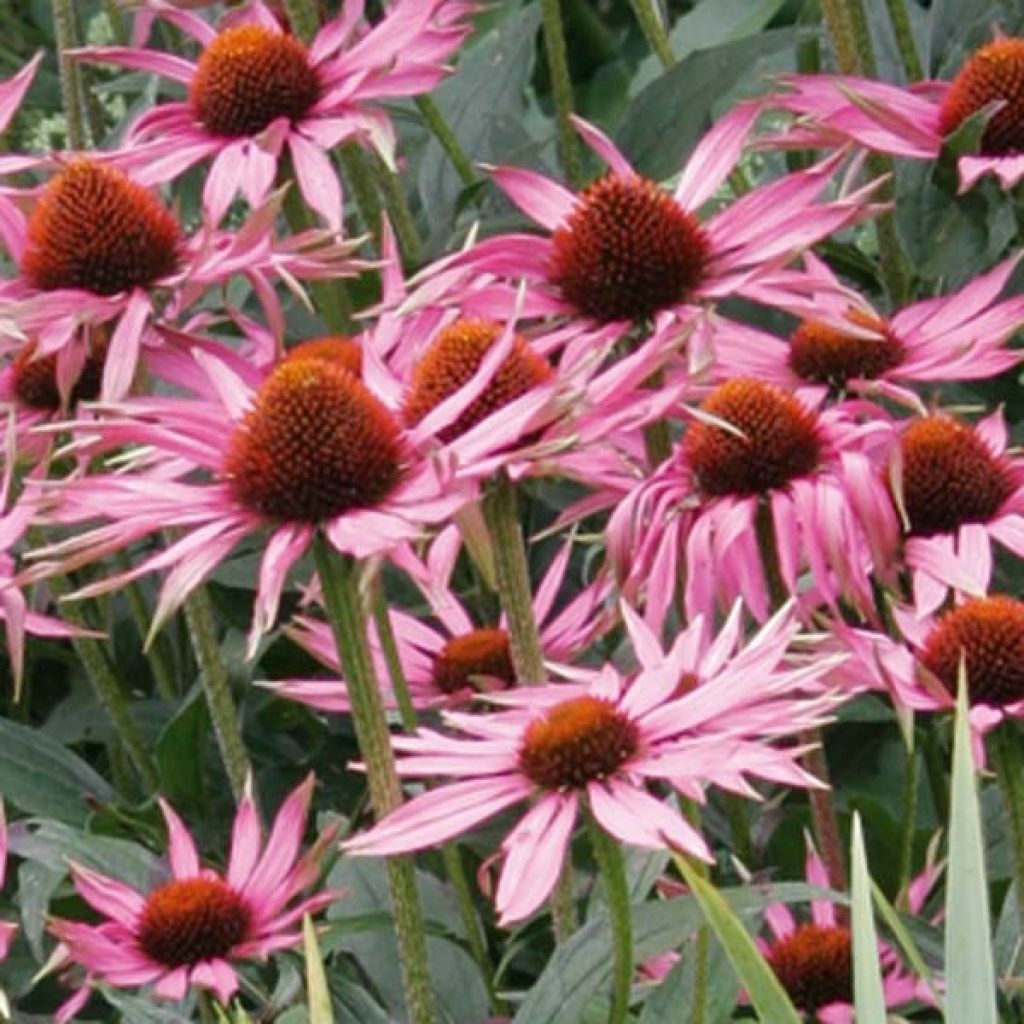 Echinacea Maxima - Echinacée