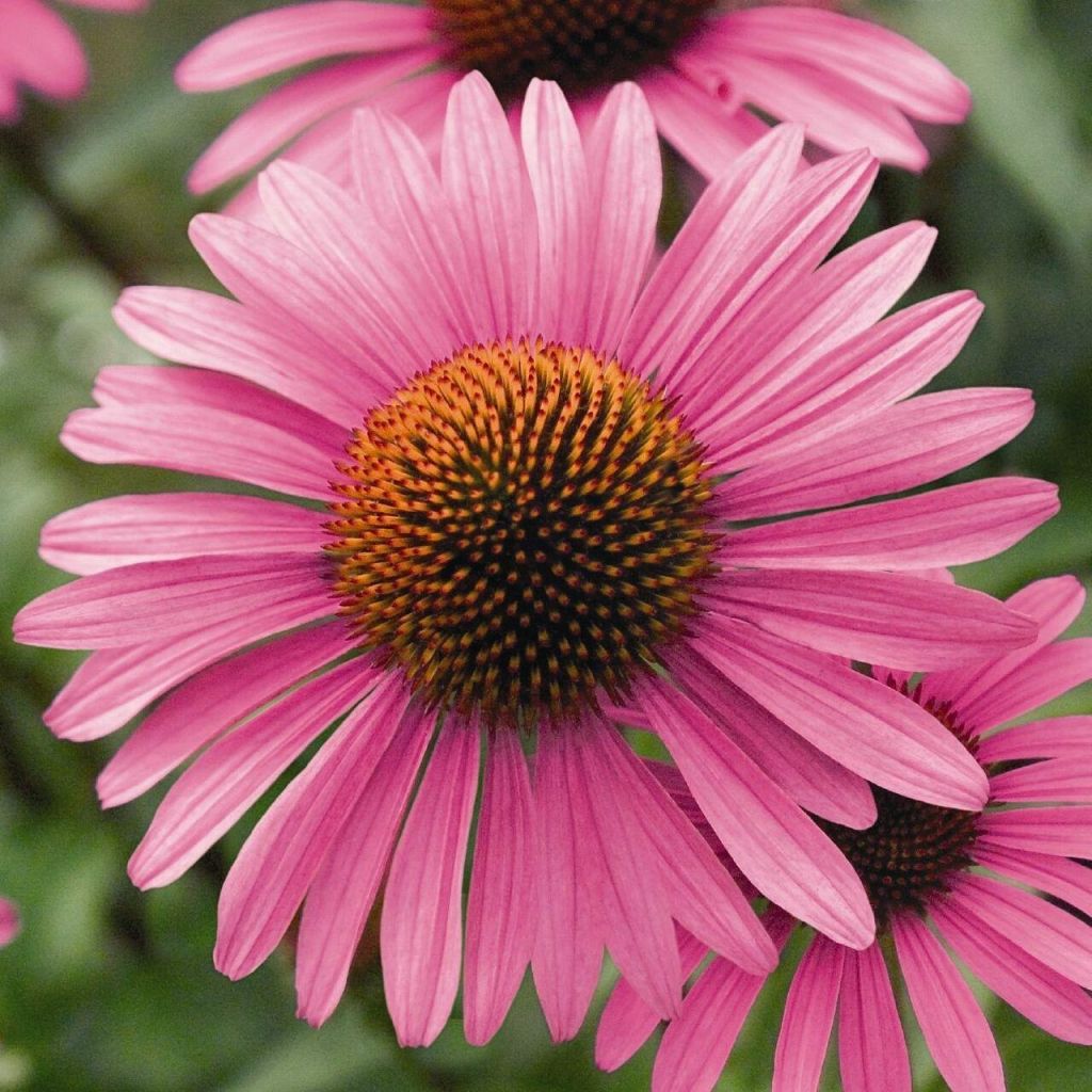 Echinacea angustifolia