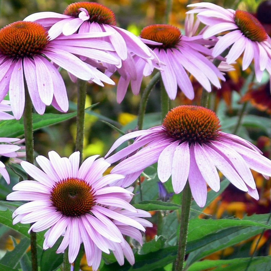 Echinacea-angustifolia2