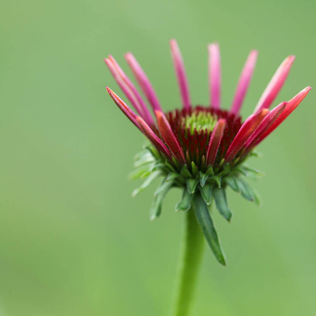 Echinacea purpurea Sombrero Baja Burgundy - Sonnenhut