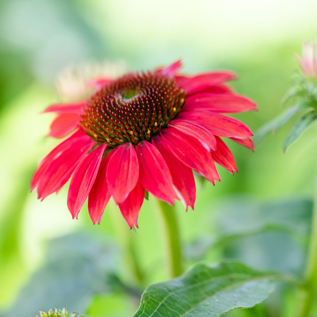 Echinacea purpurea Sombrero Baja Burgundy - Sonnenhut