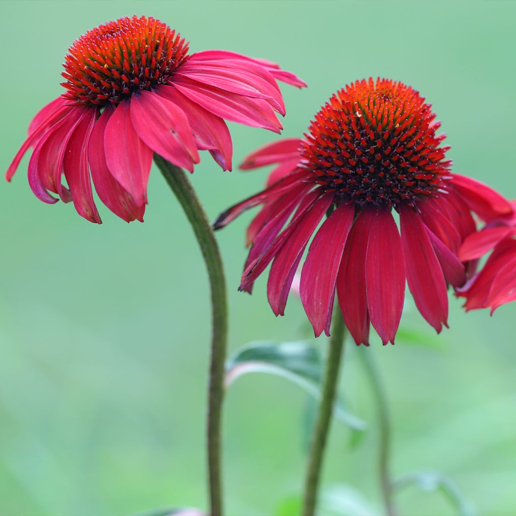 Echinacea purpurea Sombrero Baja Burgundy - Sonnenhut