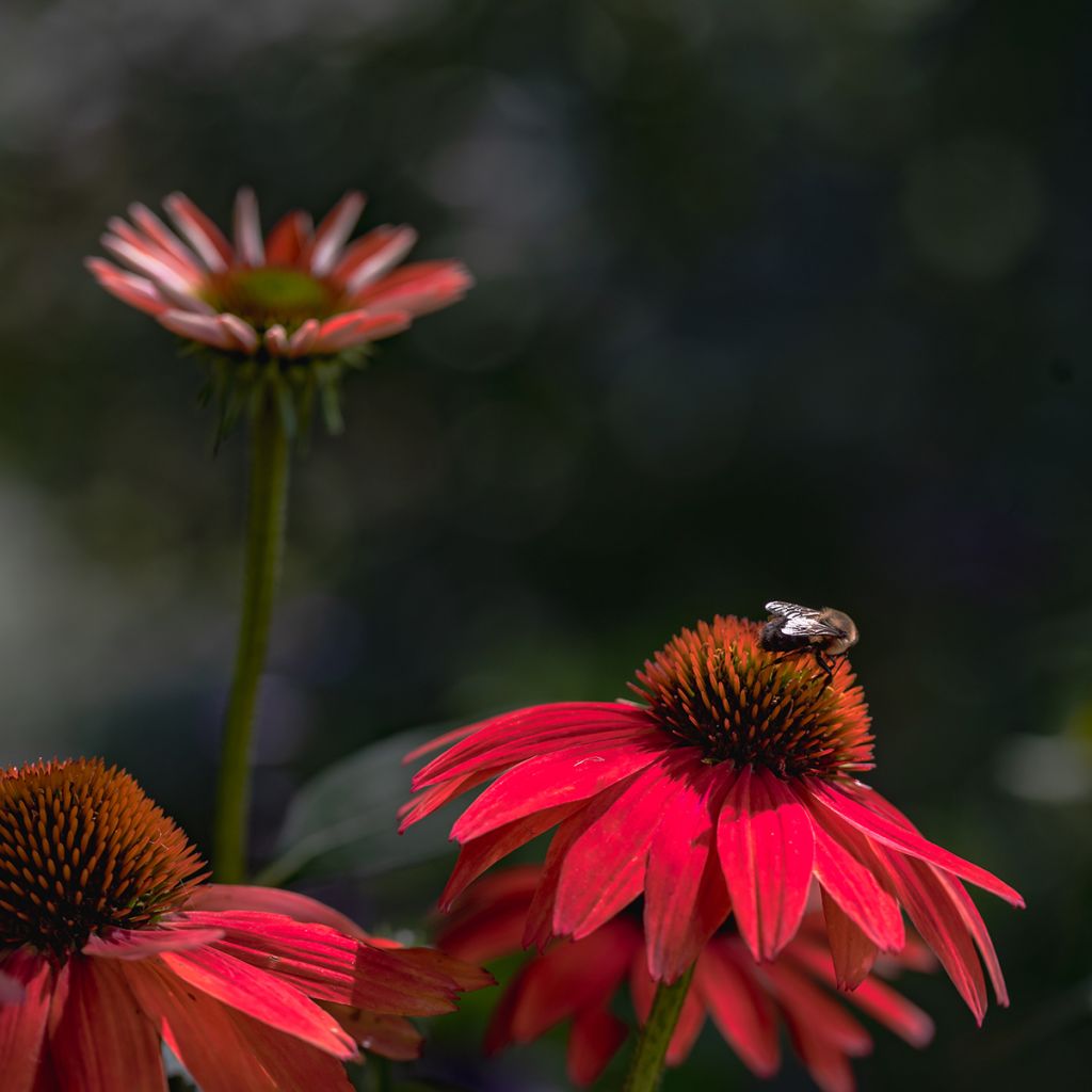 Echinacea purpurea Sombrero Baja Burgundy - Sonnenhut