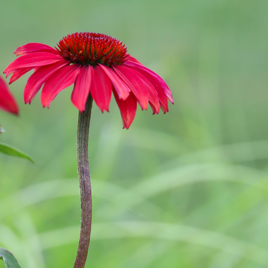 Echinacea purpurea Sombrero Baja Burgundy - Sonnenhut