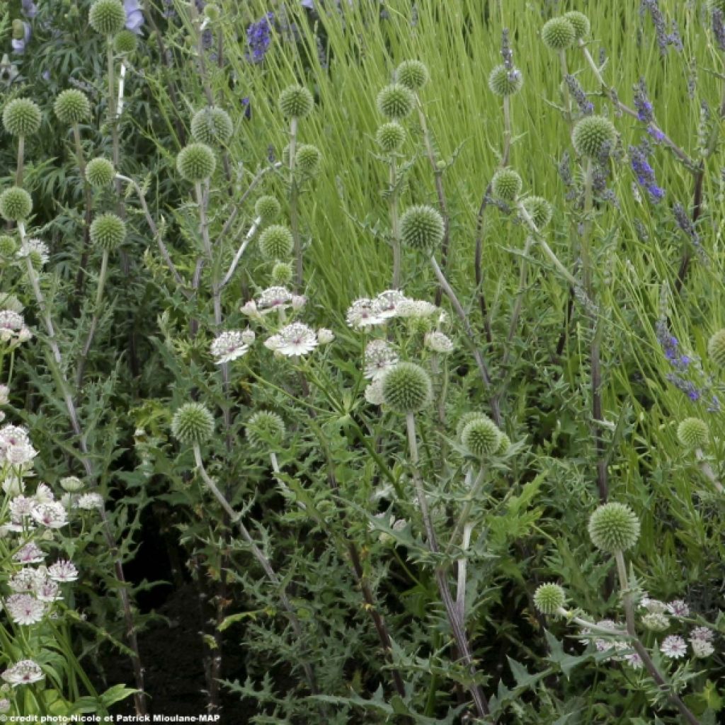 Große Kugeldistel Arctic Glow - Echinops sphaerocephalum