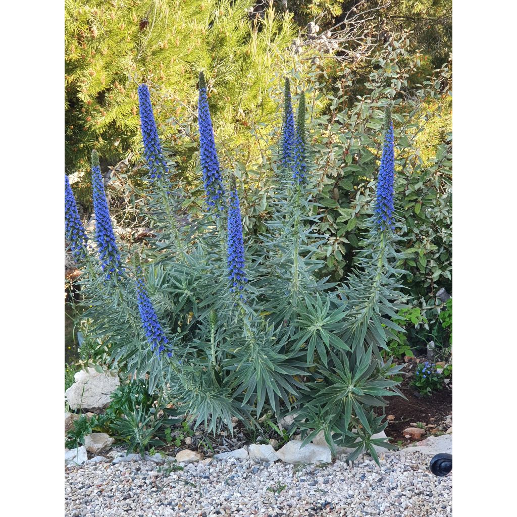 Echium candicans - Madeira-Natternkopf