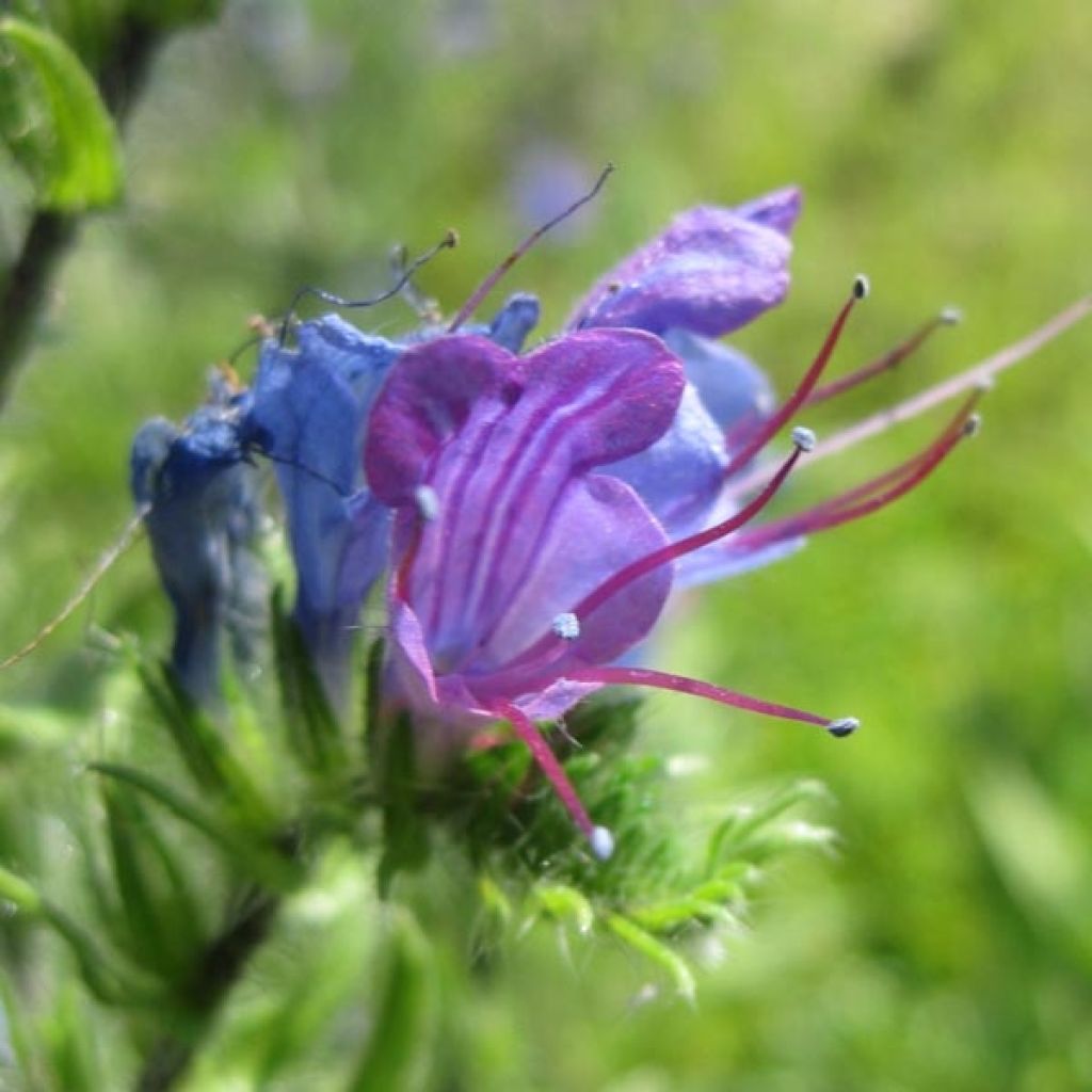 Echium vulgare - Gemeiner Natternkopf