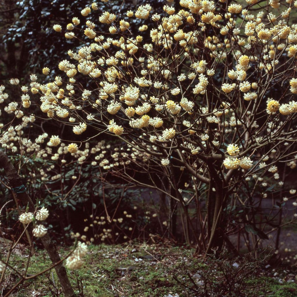 Edgeworthia chrysantha - Edgeworthie