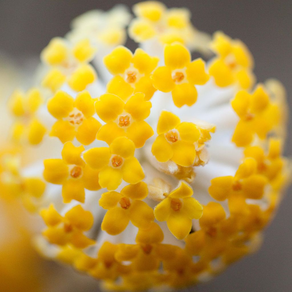 Edgeworthia chrysantha - Edgeworthie