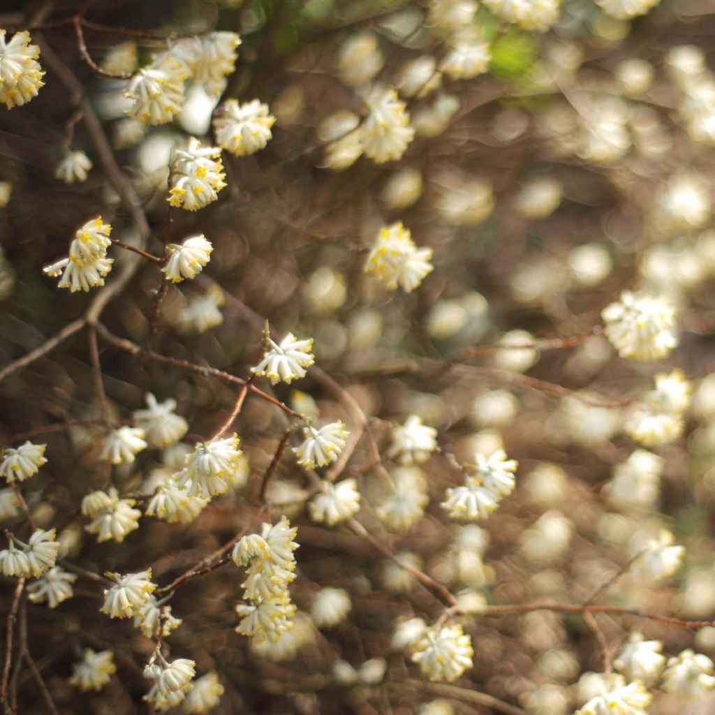 Edgeworthia chrysantha - Edgeworthie