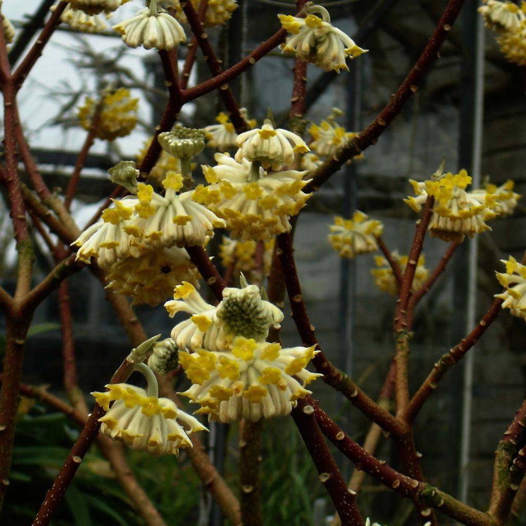 Edgeworthia chrysantha Grandiflora - Edgeworthie