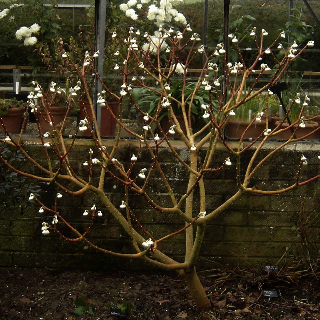 Edgeworthia chrysantha Grandiflora - Edgeworthie