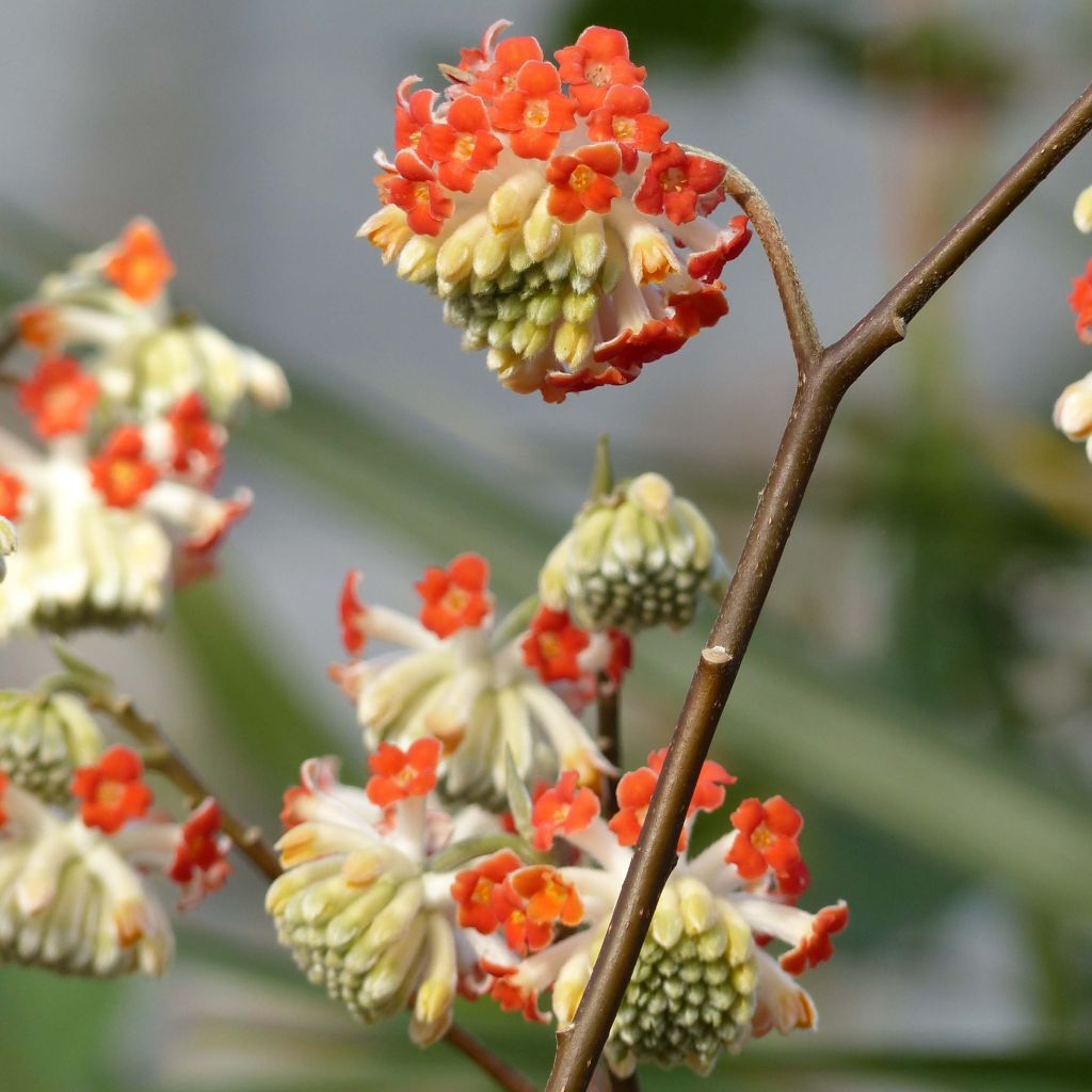 Edgeworthia chrysantha Red Dragon 'Akebono' - Edgeworthie