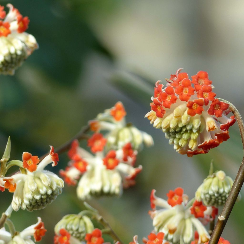 Edgeworthia chrysantha Red Dragon 'Akebono' - Edgeworthie