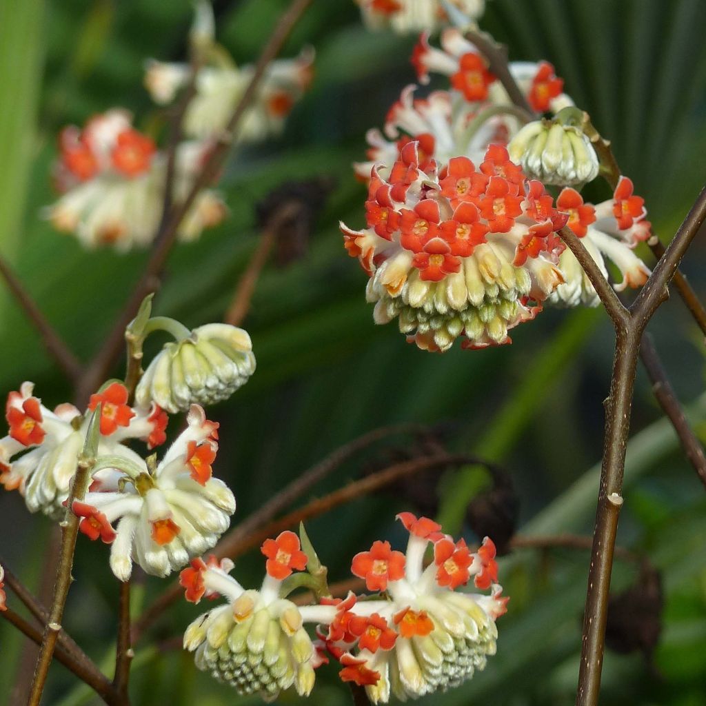 Edgeworthia chrysantha Red Dragon 'Akebono' - Edgeworthie