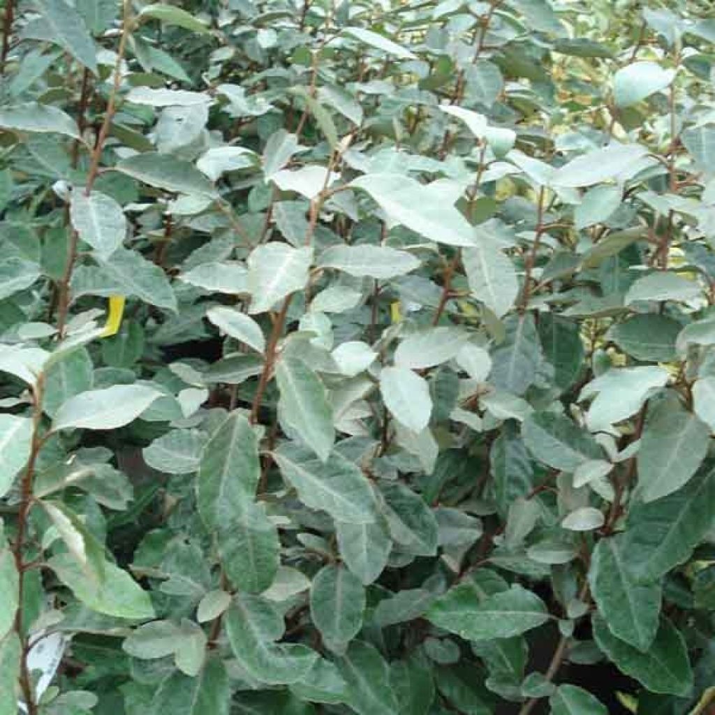 Elaeagnus ebbingei, Chalef de Ebbing