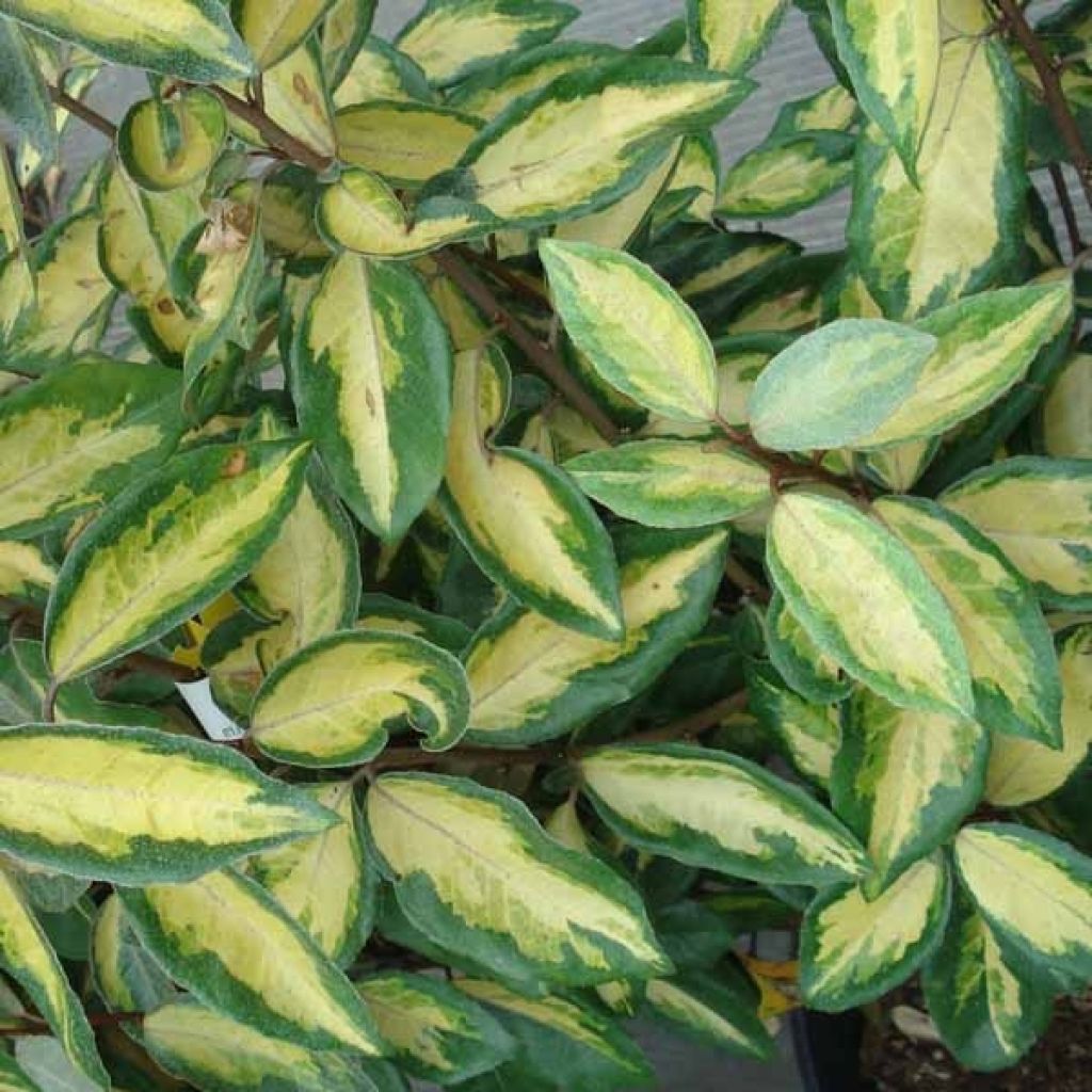 Elaeagnus ebbingei Limelight - Chalef de Ebbing