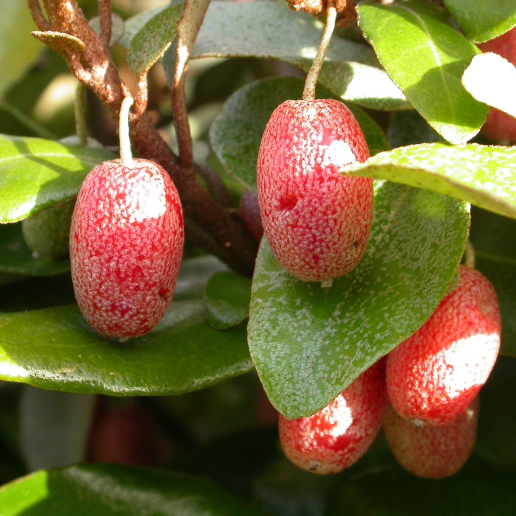 Stechende Ölweide Maculata - Elaeagnus pungens