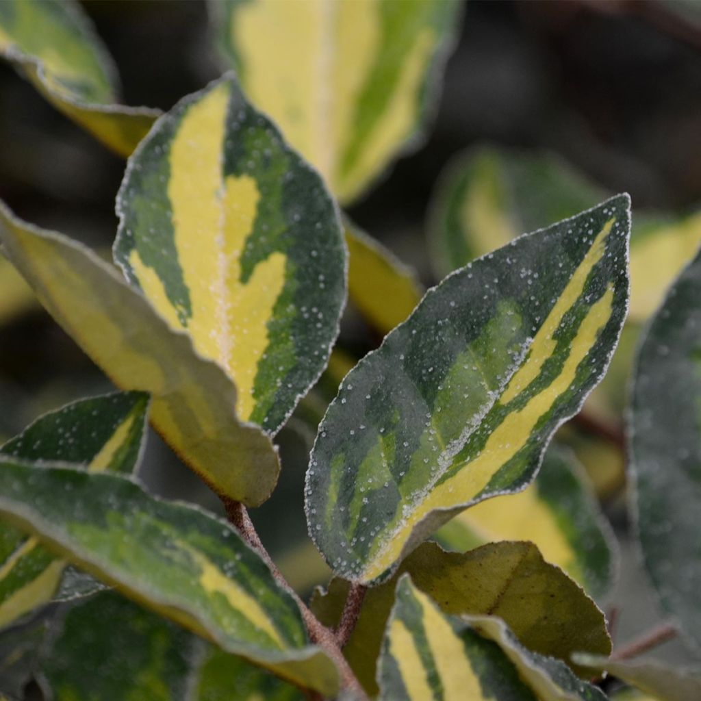 Stechende Ölweide Maculata - Elaeagnus pungens