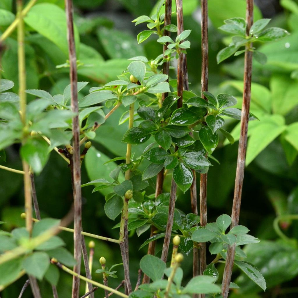 Enkianthus campanulatus - Prachtglocke