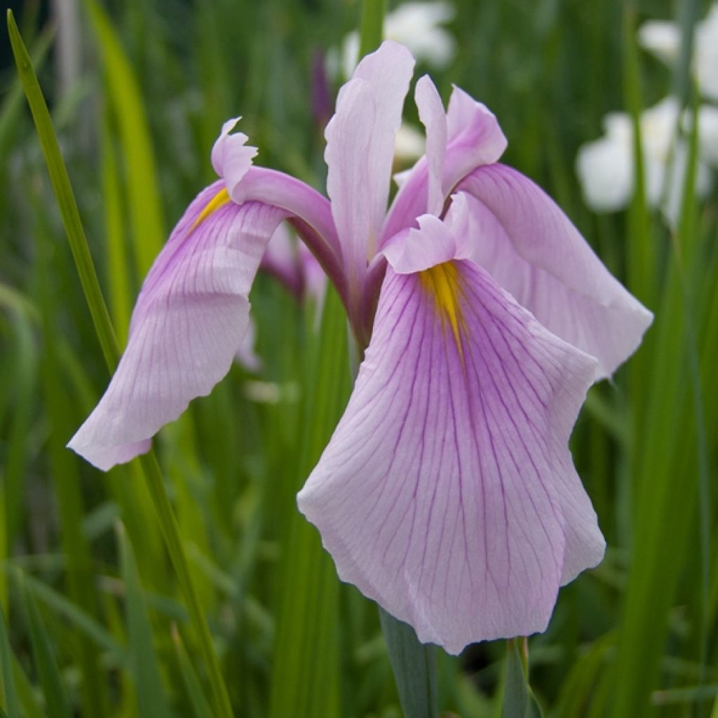 Iris ensata Rose Queen - Japanische Schwertlilie