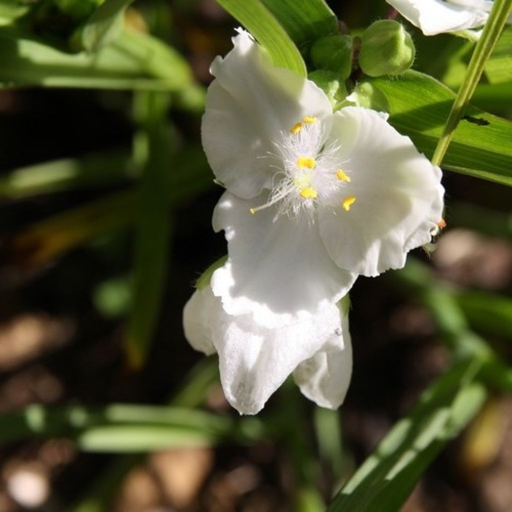 Tradescantia andersoniana Innocence - Dreimasterblume