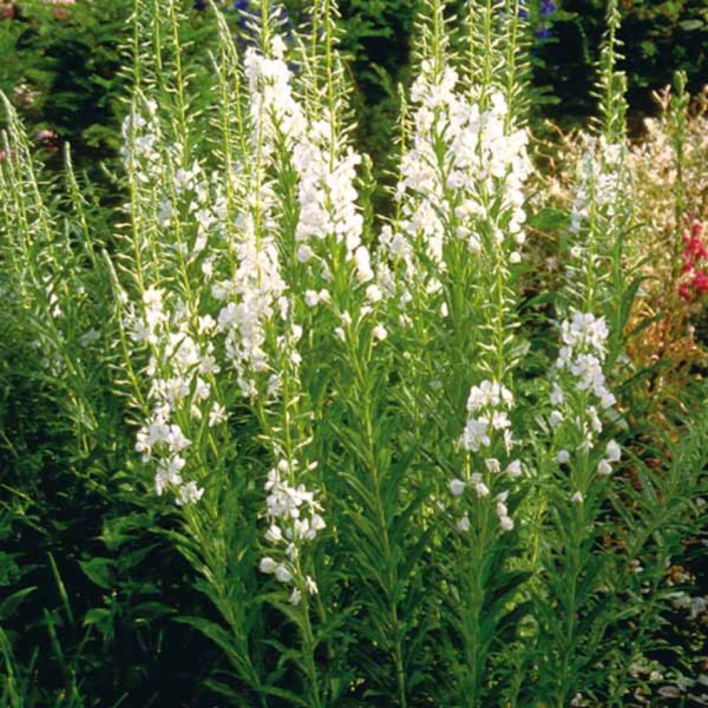 Epilobium angustifolium Album - Schmalblättriges Weidenröschen