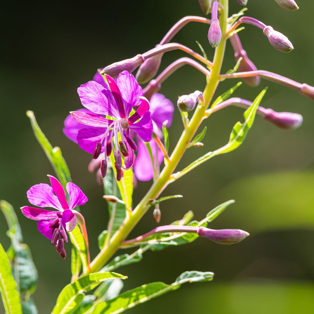 Epilobium angustifolium - Schmalblättriges Weidenröschen