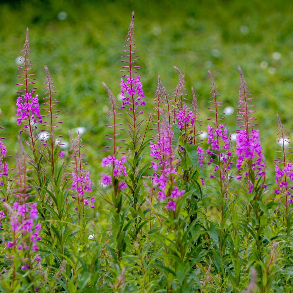 Epilobium angustifolium - Schmalblättriges Weidenröschen