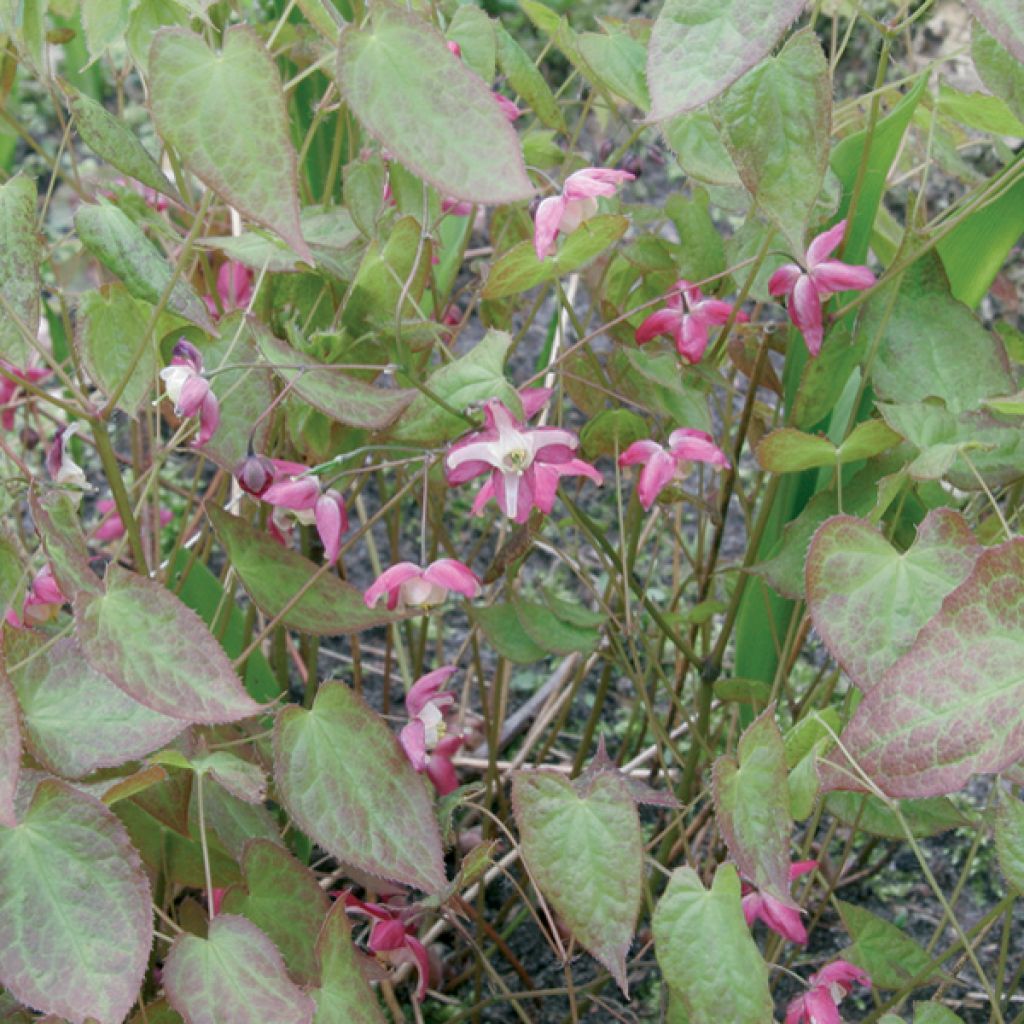 Epimedium rubrum - Rote Elfenblume