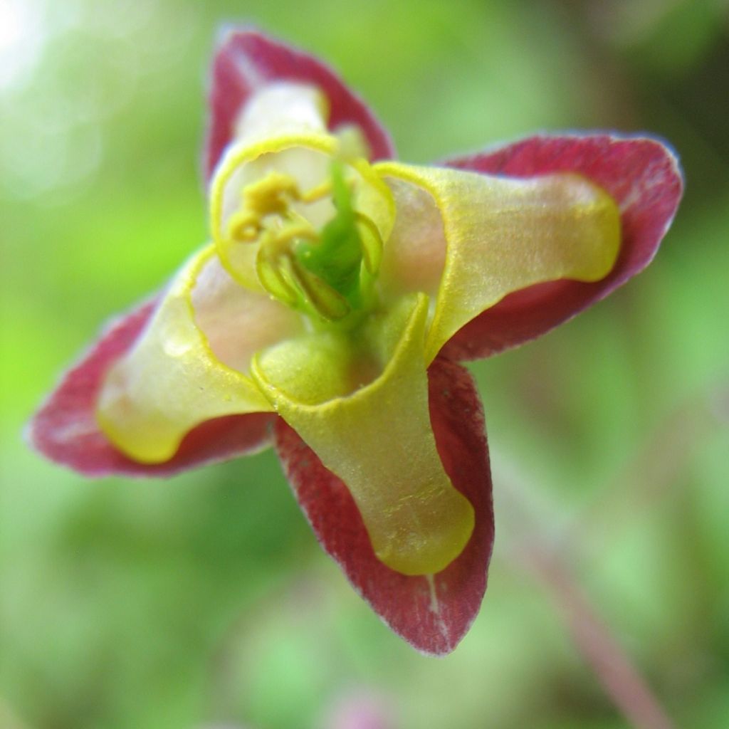 Epimedium alpinum - Alpen-Sockenblume