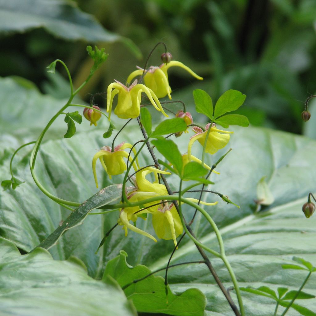 Epimedium davidii - Elfenblume