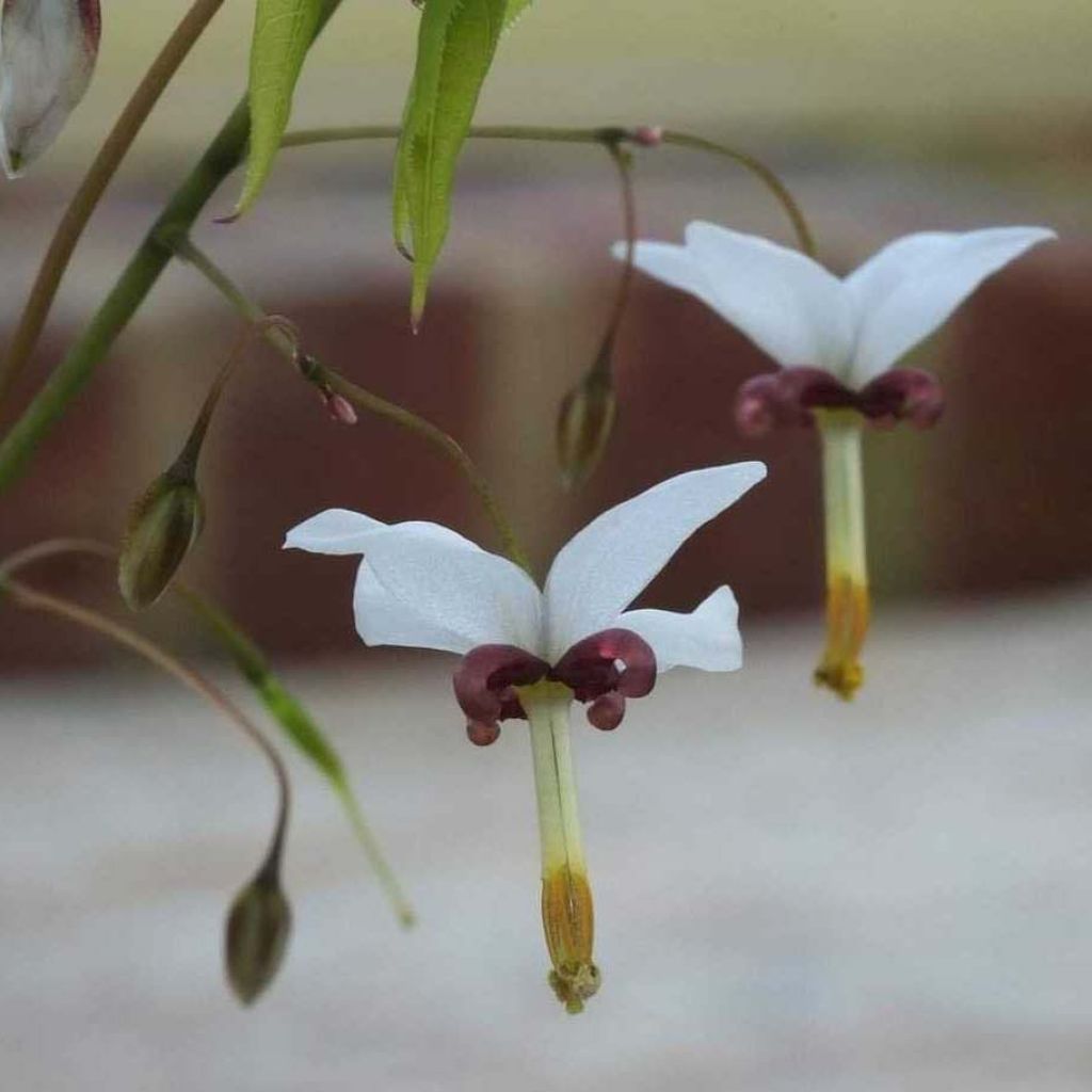 Epimedium dolichostemon, Fleur des elfes