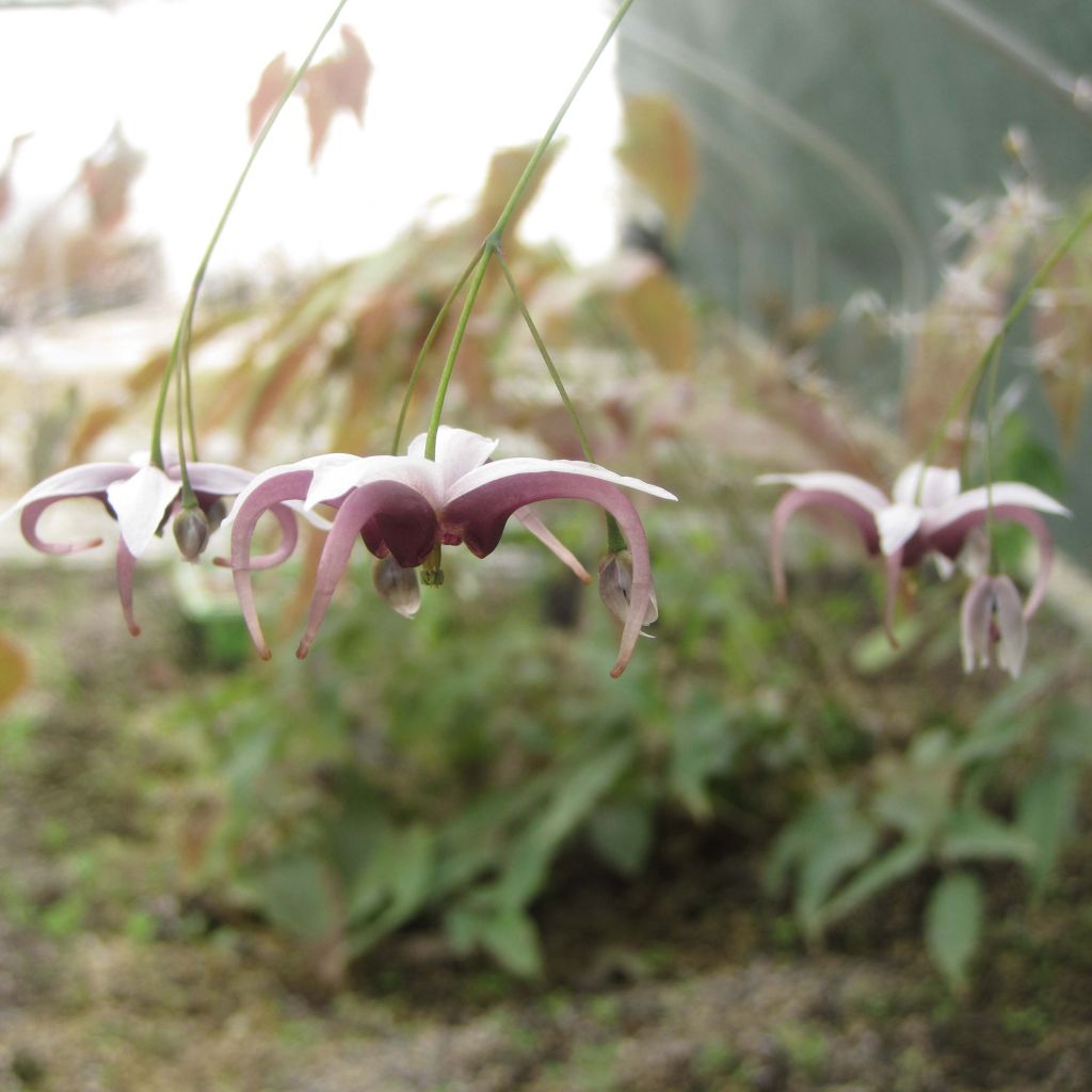 Epimedium dolichostemon - Elfenblume