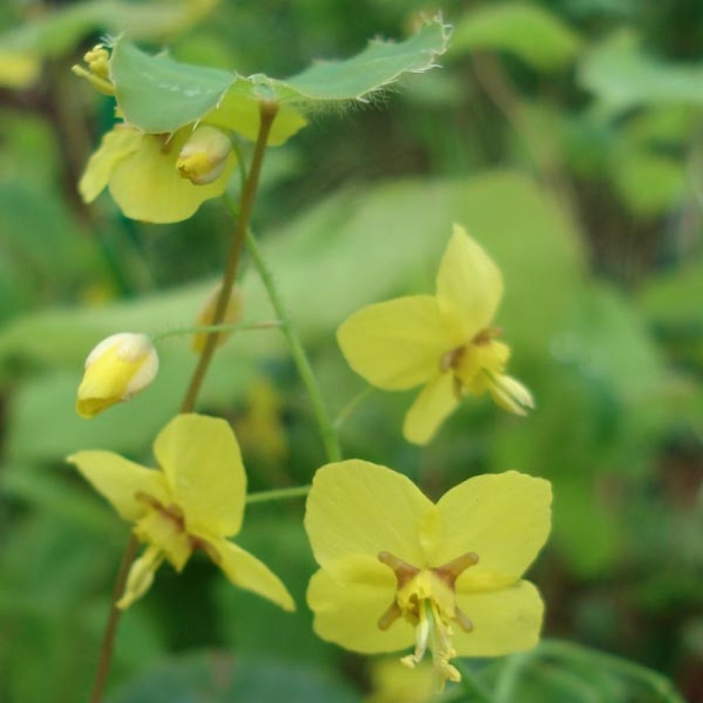 Epimedium perralchicum Fröhnleiten - Elfenblume