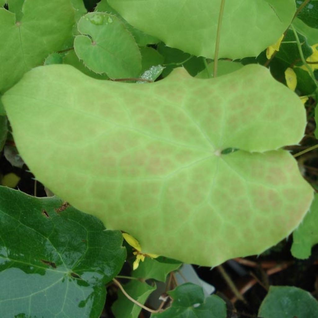 Epimedium perralchicum Frohnleiten, Fleur des elfes