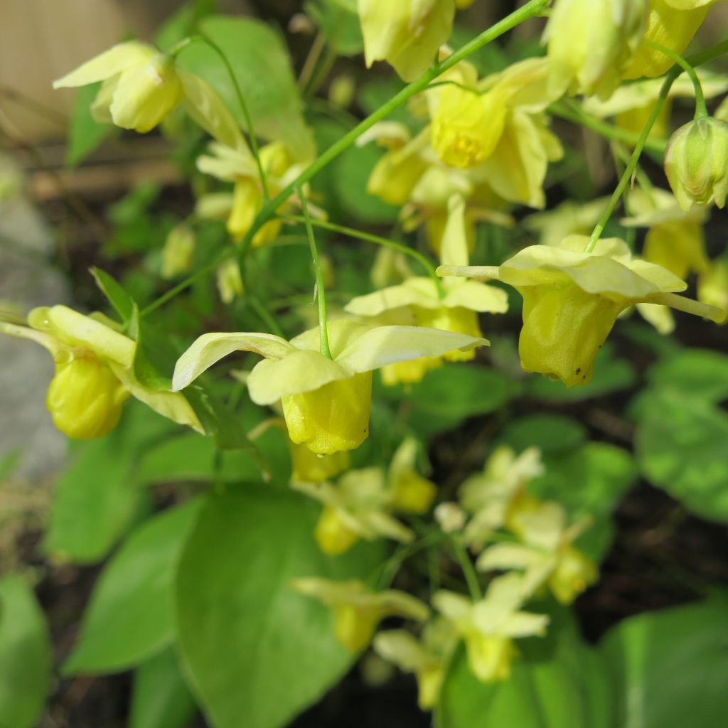 Epimedium pinnatum, Fleur des elfe